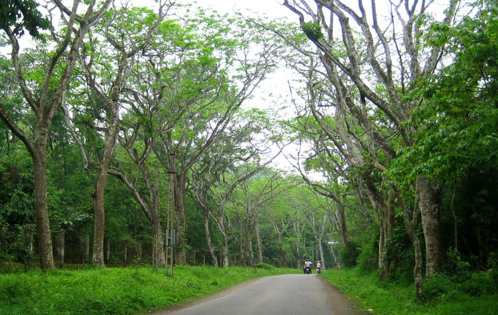 Cuc Phuong National Park Cuc Phuong National Park