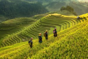 Rice Field When is the Best Time to join Hanoi Motorbike Tours to Sapa?