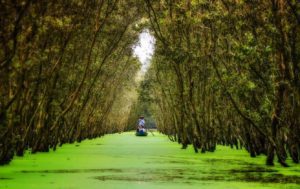 Ecotourism in Tra Su Cajuput Forest Best Time To Ride Motorbike To Mekong Delta Of Vietnam?
