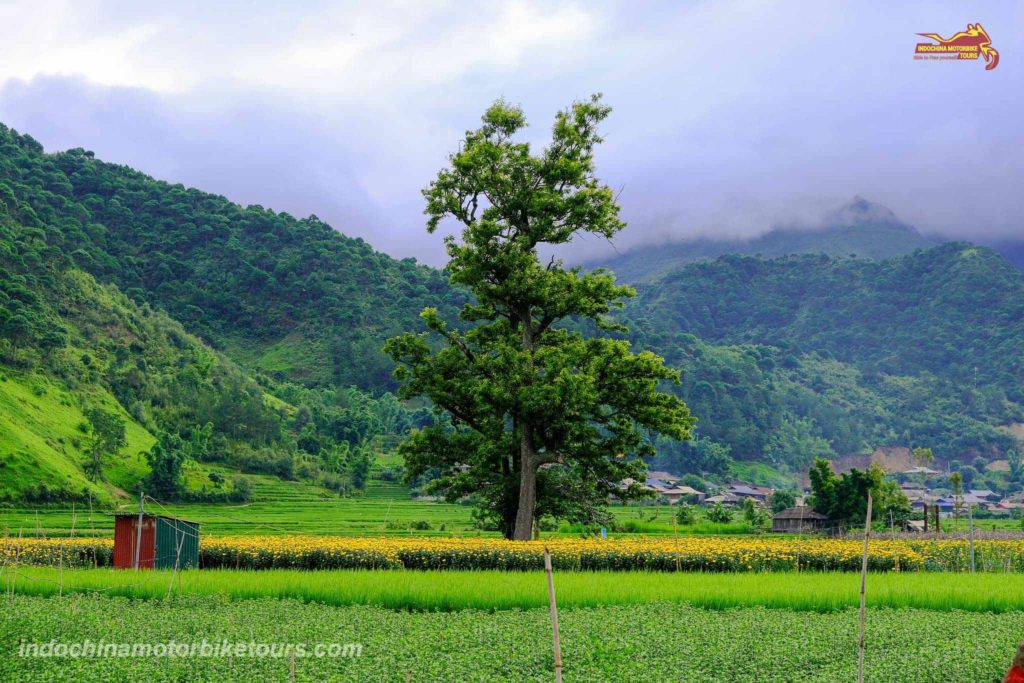 Why Riding Motorcycles from Mu Cang Chai to Ngoc Chien in Muong La District, Son La Province Why Riding Motorcycles from Mu Cang Chai to Ngoc Chien in Muong La District, Son La Province
